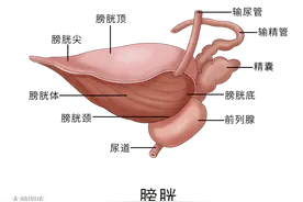 “年纪轻轻就得这病？”男人的难言之隐，可能悄悄盯上你了图片