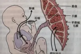科普 | 羊水的相关常识图片
