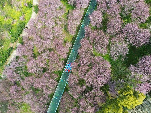 红粉相间春似锦 花海人潮共春光