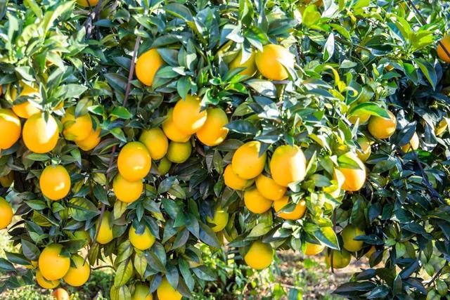 摘甜橙、赏红枫……龙岩初冬玩法上新