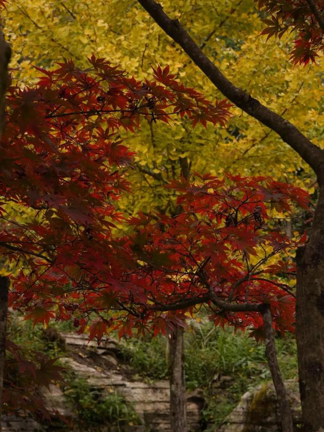 来宣恩矅天眼，看万山红遍，层林尽染！