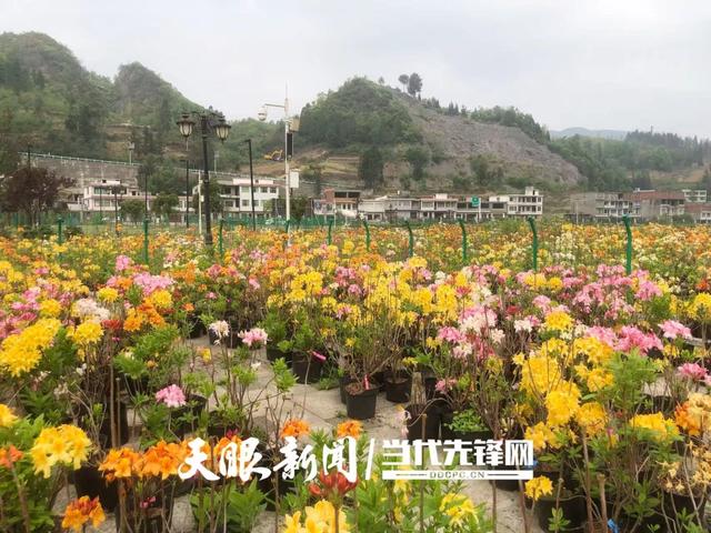 科技赋能“高山精灵”!贵州云上杜鹃让世界看见毕节花卉力量