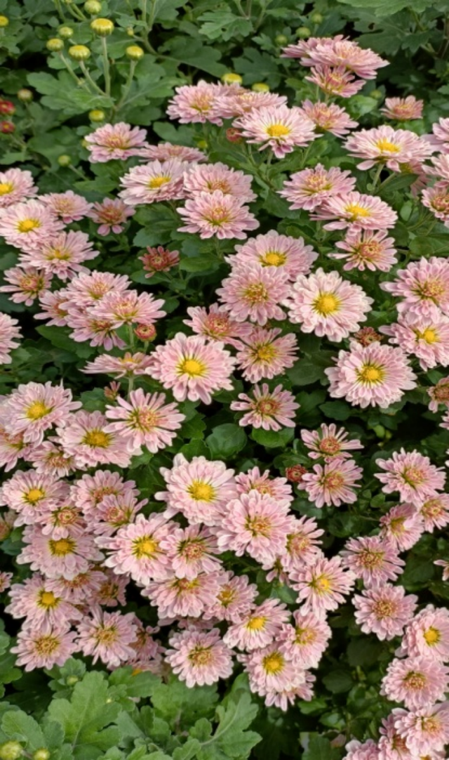 “花开北京·菊韵金秋”丨2025北京菊花文化节在北海公园盛大启幕
