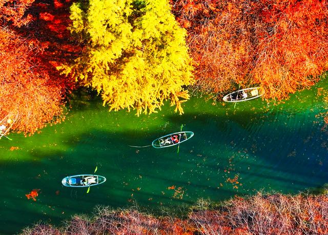 江苏苏州:七彩杉林醉游人