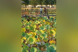 （新华全媒＋）新时代中国调研行·黄河篇丨昔日黄河沉沙区今成生态公园图片