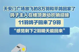 九三阅兵天安门广场放飞的和平鸽回家了！鸽子主人在楼顶激动吹哨迎接图片