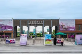 百亩紫色花海即将迎来颜值巅峰，“2024上海薰衣草节”火热进行中图片
