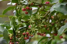 普洱澜沧：万亩八角迎丰收图片