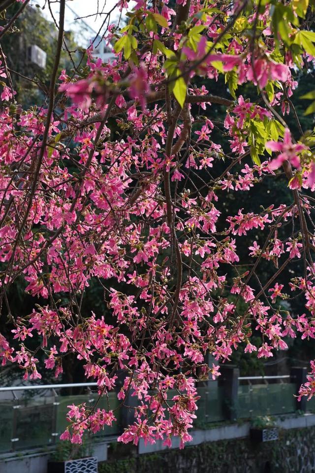 7000㎡粉黛花海+ “粉色童话世界”！深圳秋天必打卡→