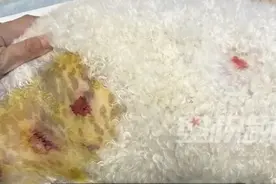上海女子崩溃报警！小狗偷溜出门，回家时浑身是伤，竟被扎了7个血窟窿图片