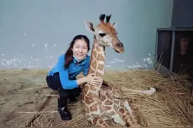 00后女孩剑桥毕业跑来上海喂大象！引发网友热议图片