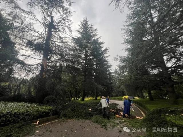 昆明植物园提醒游客：注意雷雨大风和枯枝倒木