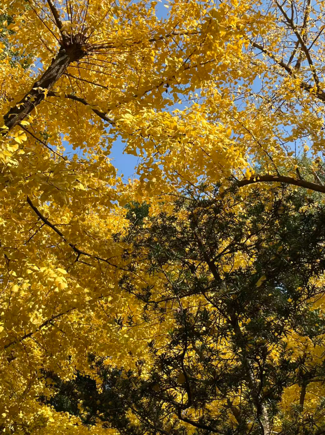 静安“银杏车站”迎来最美时刻！满眼的金色浪漫……（附全区银杏打卡点位）