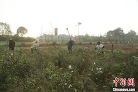 油茶产业如何做大做强？专家和从业者湖南祁阳“开良方”图片