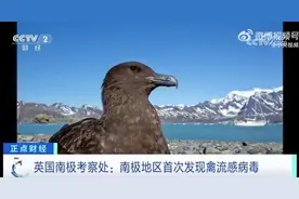 南极地区首次发现禽流感病毒图片