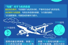 揭秘世界性航空难题“鸟撞”：一只海鸥或致机毁人亡图片