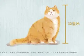 当故宫猫成计量单位，你熟悉的故宫文物都是多少“帕”？图片