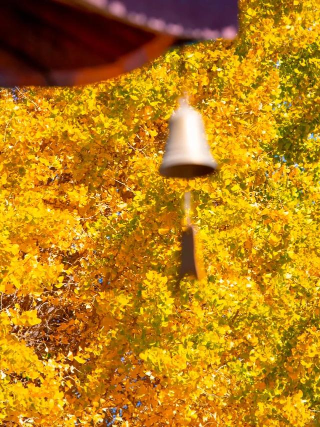 网友不建议推广？来大理，给你“镀层金”