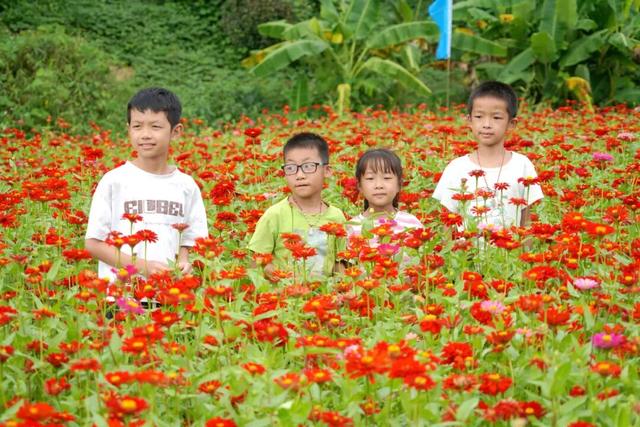 融水这片格桑花海藏不住了！位置就在→
