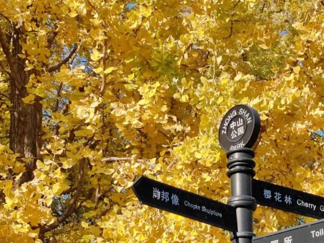 长宁最全银杏打卡点来啦，还有“宁宁”的私藏点位哦～【看“宁”的】