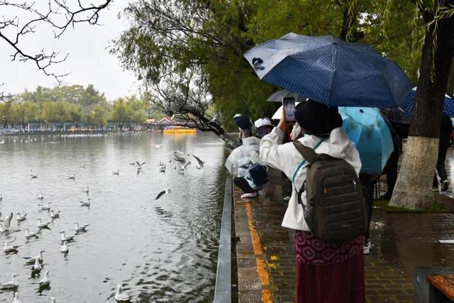 首批红嘴鸥抵达翠湖公园，游客雨中观鸥兴致不减