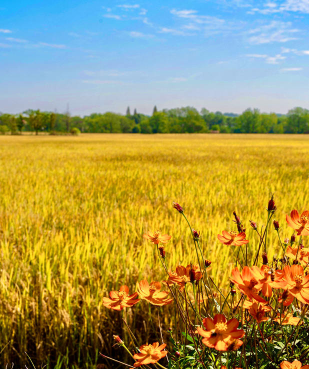 丰收宴、打糍粑 、85折券逛吃...长沙县首届徒步健身走报名启动→