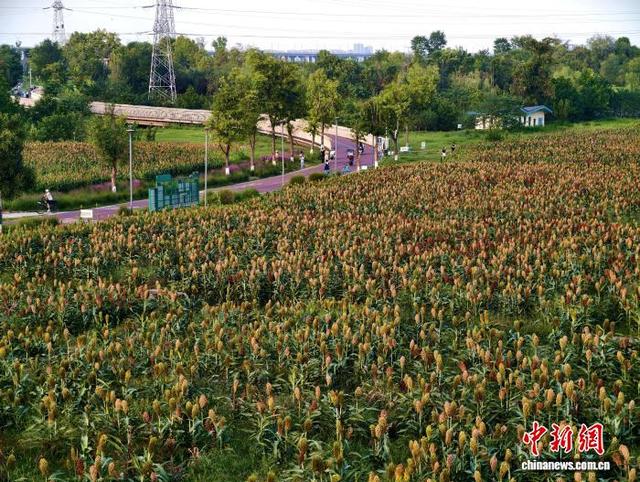 绿道旁的高粱红了 成都秋日悄然涂上“丰收的颜色”