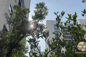 时政Vlog丨我们在他乡挺好的图片