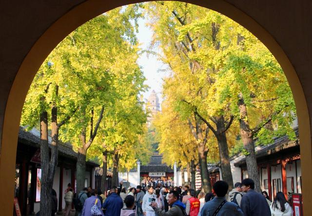 江苏苏州：游虎丘 赏银杏