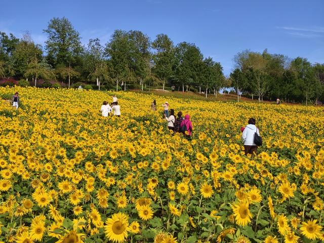 秋日顶流邂逅，在张家楼画美达尼遇见红枫的热烈与粉黛的温柔