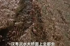 10亿只蜉蝣聚集是地震前兆？假！它们在“婚飞”，这地方水质环境好图片