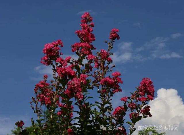 繁花似锦 | 邛海紫薇花开缀满枝头,百日浪漫尽在眼前
