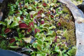 燕都新趣|食虫植物如何布下“甜蜜”的陷阱图片