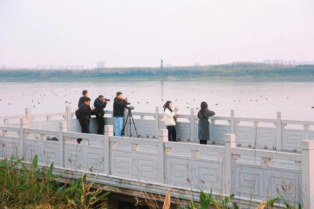 西安冬季观鸟指南 赴一场“飞羽之约”