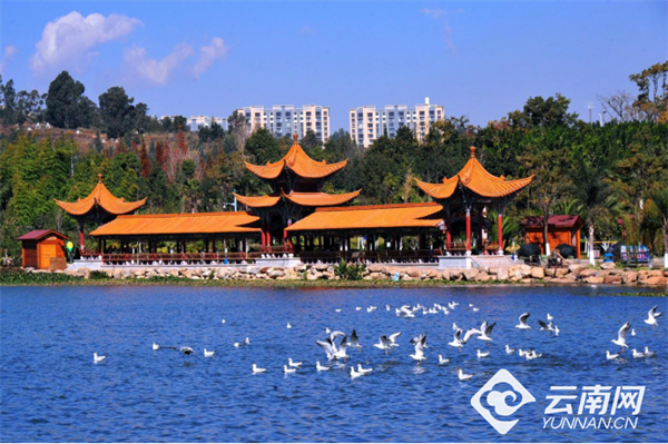 【早安云南·云游】浪漫值已拉满！快来邂逅昆明的“冬日顶流”