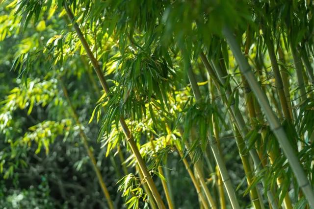 四时天工 扬州如画