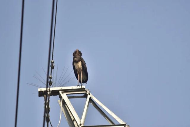 温县发现“鸟中熊猫”→