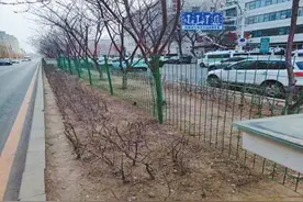 修缮绿化隔离带 治理“停车托”乱象（反馈）图片