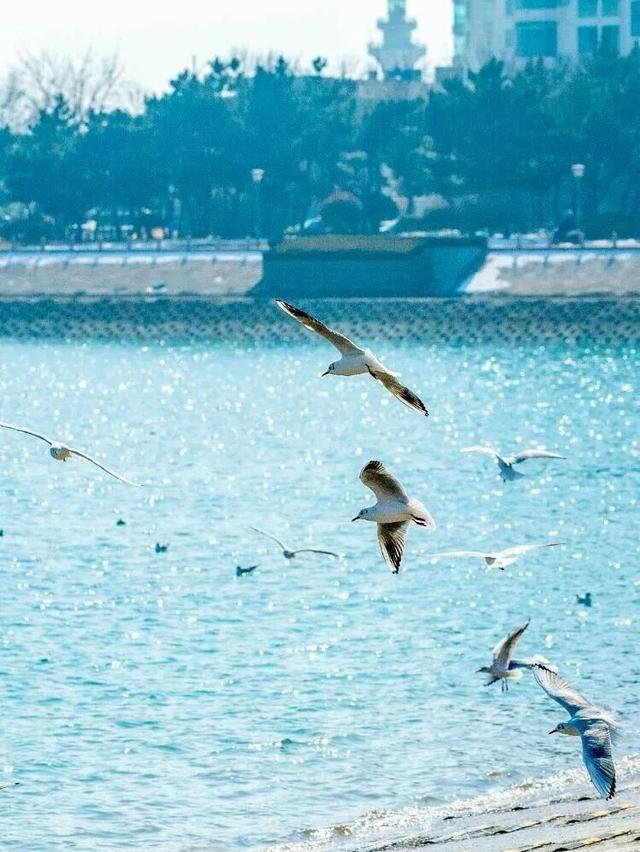 治愈天花板！快来“鸥”遇冬日山东