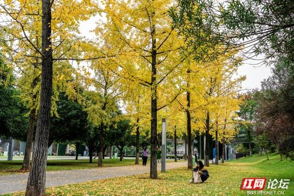 岁暖时刻丨湘府公园银杏季：看叶、玩耍、晒太阳，长沙人的欢乐场