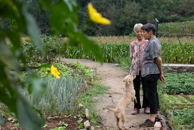 “红旗井”滋润卫辉小山村，秋日田园风光美