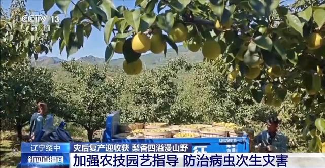 辽宁海参多少钱一斤 2026年辽宁大连海参多少钱一斤