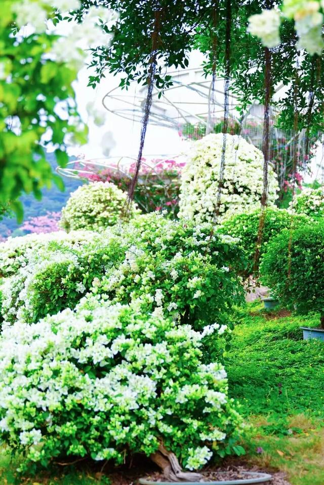 刷屏朋友圈！11月的浪漫被TA承包了，这场缤纷花事太治愈！