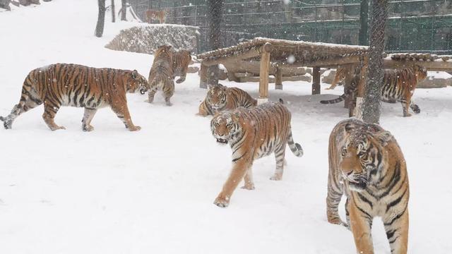 河南文旅雪后盛景：银装素裹绘就“一半仙境，一半人间”画卷