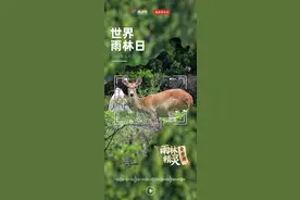有声海报｜雨林动物会“说话”：海南坡鹿图片