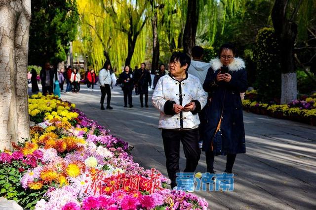 一年四季 泉在济南丨菊韵映泉 趵突泉初冬景致引客来
