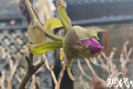 罕见！盐城百年牡丹一年内三次开花图片