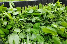 仁怀市长岗镇：4000亩头茬豌豆尖新鲜上市图片