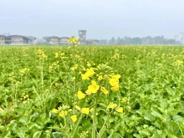 大冬天去赏什么花~油菜花！