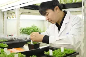 9500岁的树为啥能长生不老？中国科学家从十字花科植物入手探究了一番图片